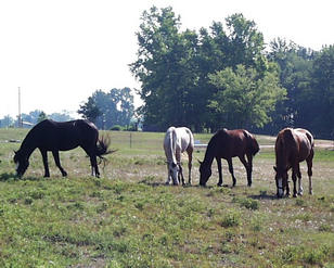 #1: Horses in the pasture, looking east from the confluence