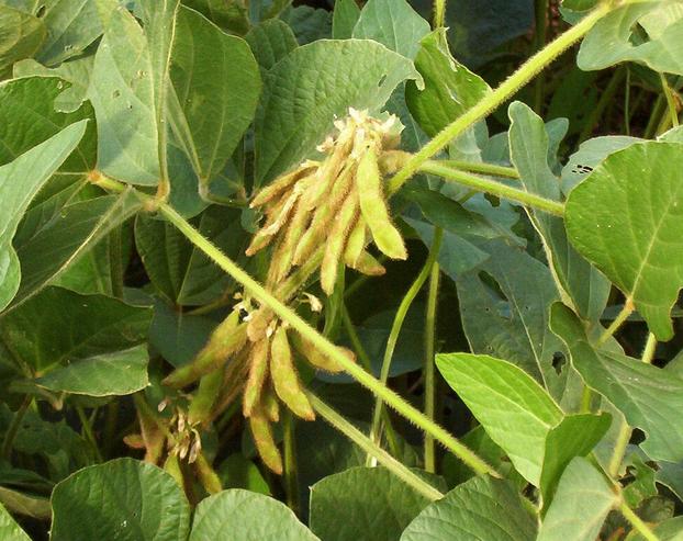 Soybean pods 2 or 3 inches long.