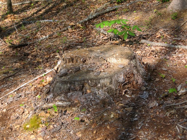 Tree stump near the confluence.