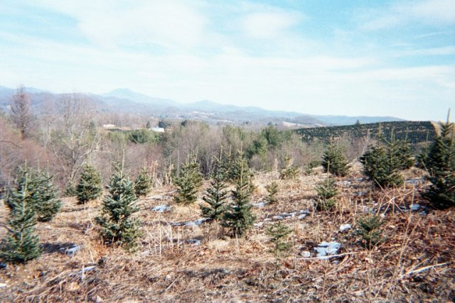 Christmas tree farm, Grandfather Mountain in the background