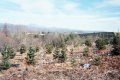 #2: Christmas tree farm, Grandfather Mountain in the background