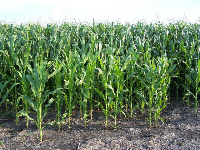 A corn crop to the South.
