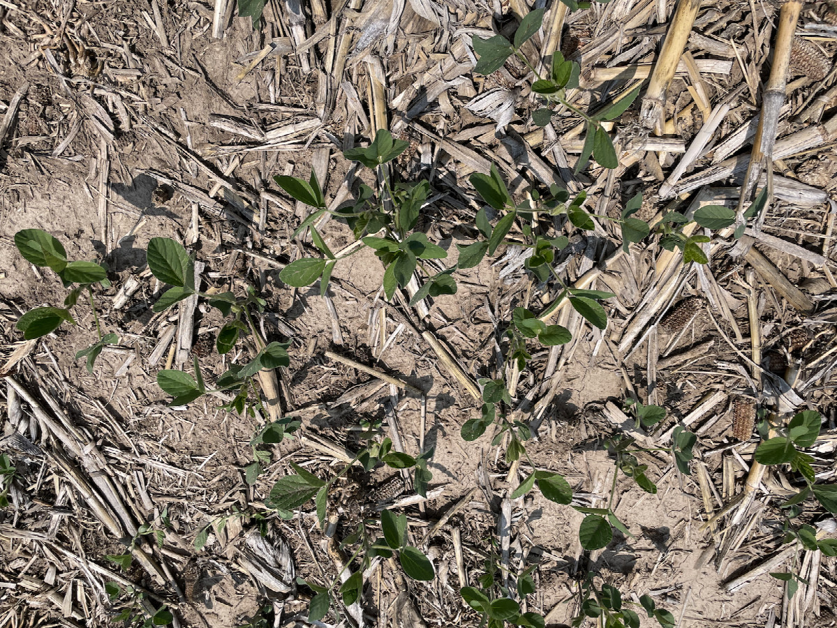 Ground cover: three-week-old soybeans among last year's corn stubble (no-till)