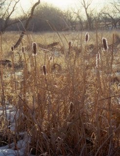 #1: Cattails in early morning light
