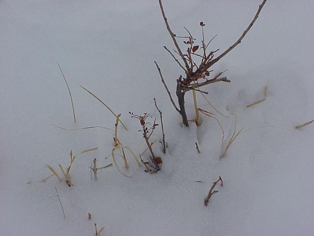 Groundcover and 15 cm of snow at the confluence.
