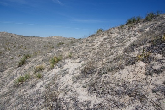 #1: The confluence point lies near the top of a sand hill.  (This is also a view to the North.)