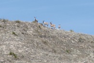 #8: These five deer were watching me from atop the confluence sand hill as I approached