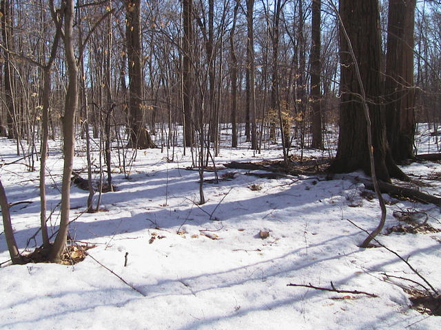 Woods to the west of the confluence