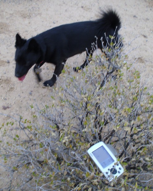 Dog, and GPS