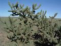 #7: Big cactus not far from N35 W105