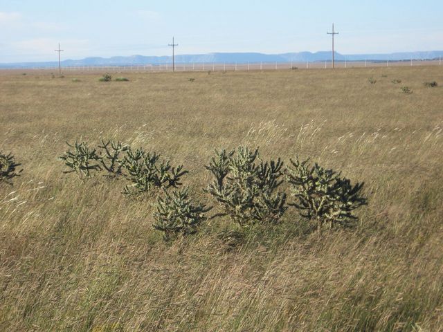 Close-up of cacti growing north of confluence