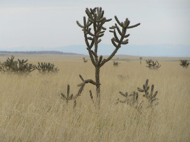 View to the north showing cholla cactus from 35 North 105 West in New Mexico.