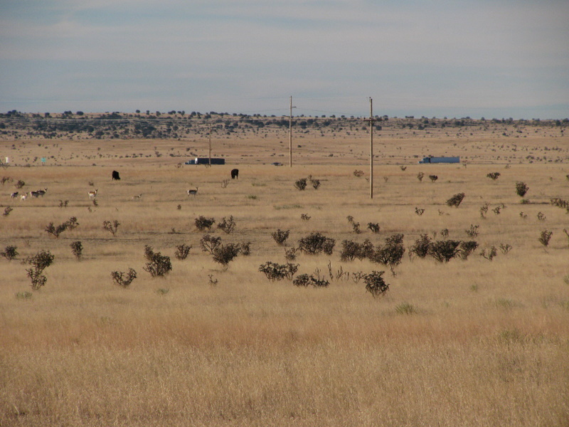 Zoomed in looking South showing trucks on I40, cows and Antelope in field