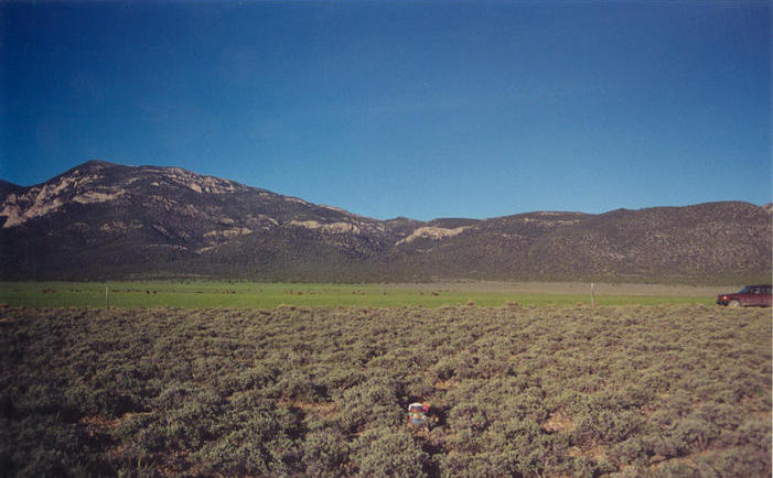 T. McGee Bear facing west at the point with the Egan Range in the background.