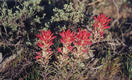 #4: Indian paintbrush near the confluence point.