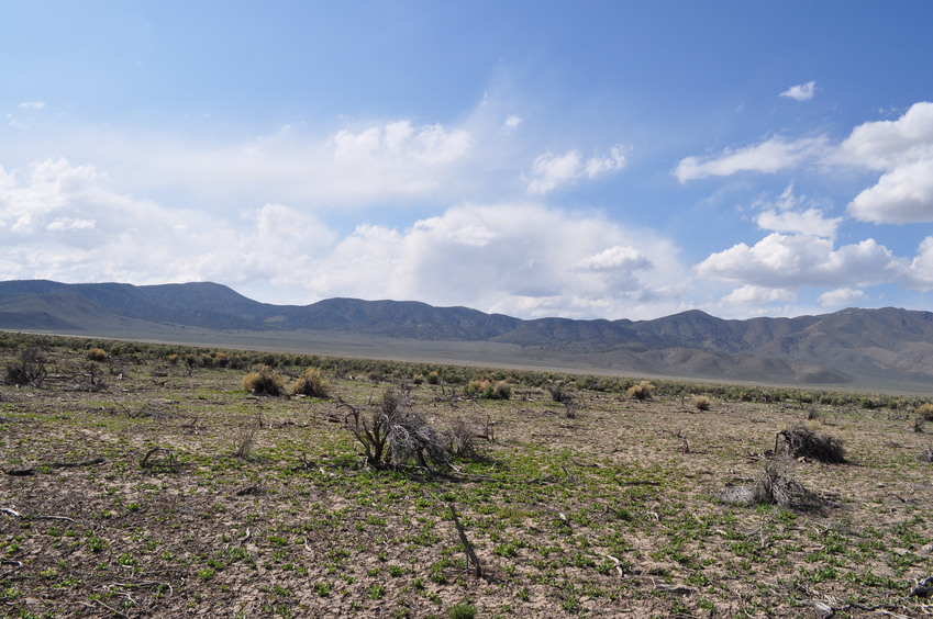 View West (towards the Shoshone Range)