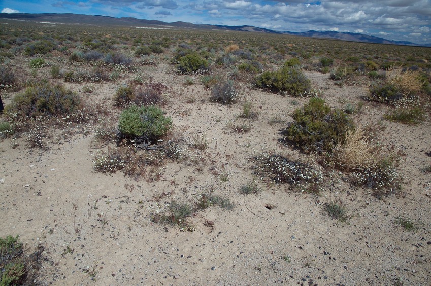 The confluence point lies in a flat, sagebrush covered section of desert