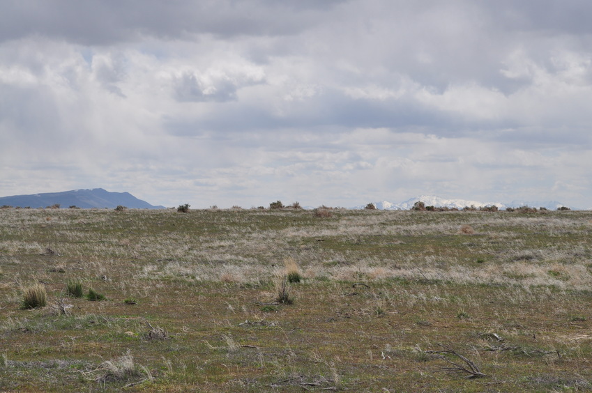View South (towards the Shoshone Range)