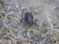 #7: A "Mormon Cricket" - one of several to be found near the confluence point