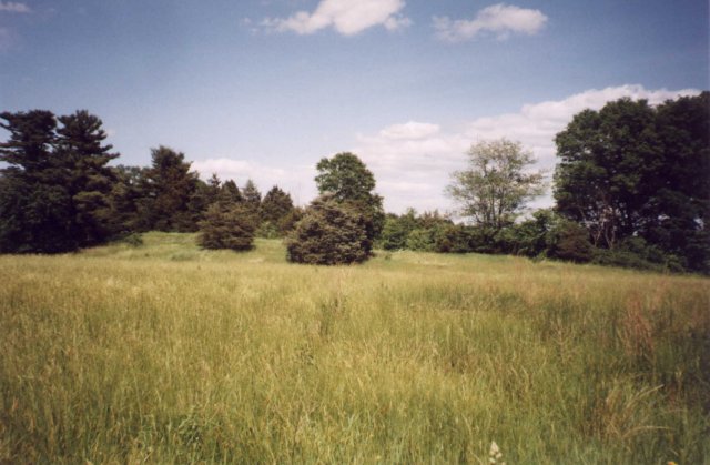 Conifer trees at the edge of a field