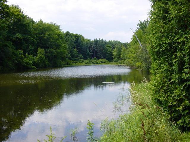 The Confluence point is just east of this pond