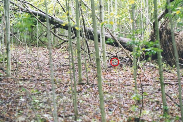 The red circle shows the confluence in front of a fallen tree.