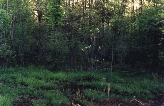 The woods nearby, with foot deep water on the forest floor