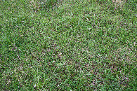 #5: Ground cover at the confluence point
