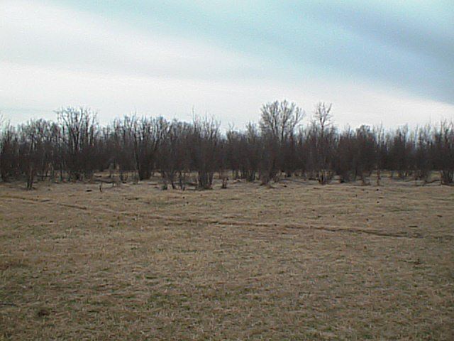 Bushes populate this section of cow pasture