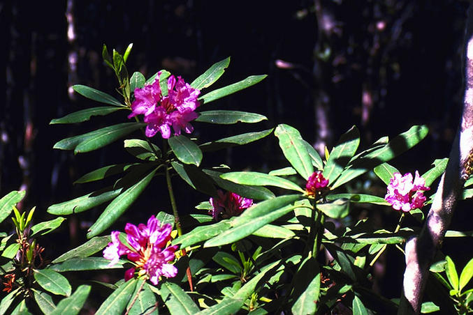 Some of the Rhododendron blossoms