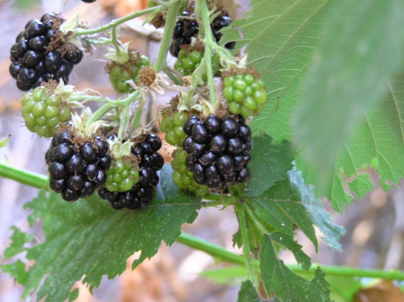 These delicious blackberries prevented me from reaching the precise confluence point, but I was still able to get close enough for a successful visit