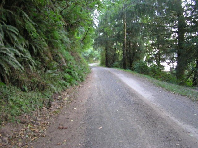 View west (along Bernhardt Creek Road)