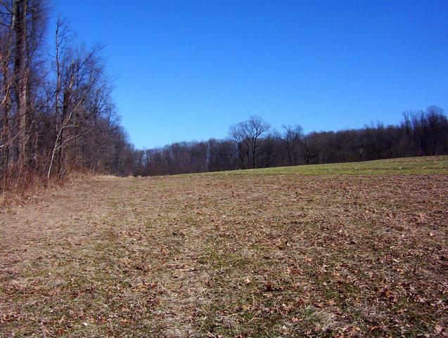 View to the east along the wooded area.