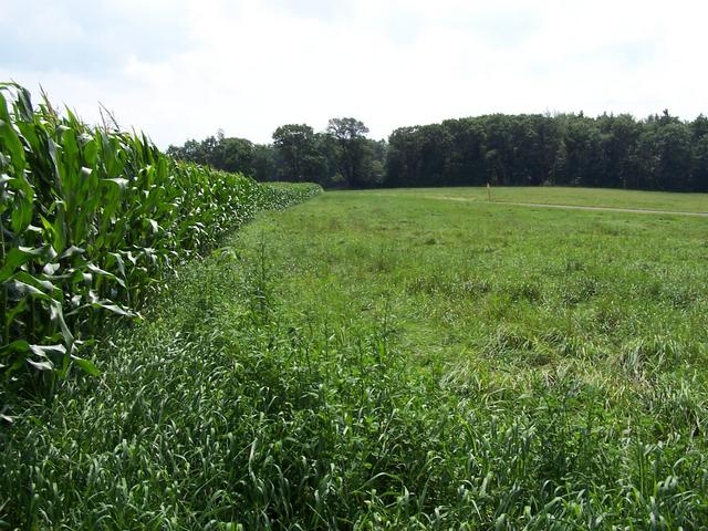 View South from the edge of the corn field.