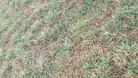 #4: Grass ground cover at confluence point. 