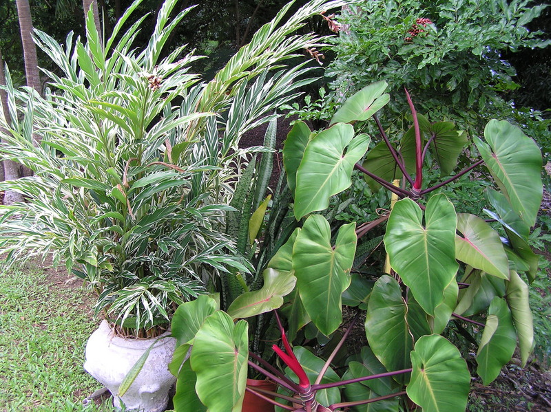 The confluence spot is in the center of this assortment of plants.