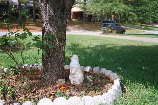 Bradford pear tree at 111 Allen Ct. guarded by garden statue