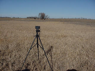 #1: Camera tripod@ 44N-98W Looking North with cattle in the distance.