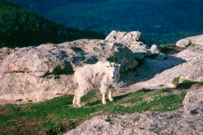 mountain goat on Harney Peak