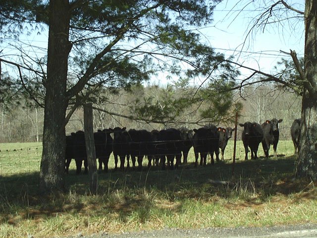 The curious cows close to the confluence to the West
