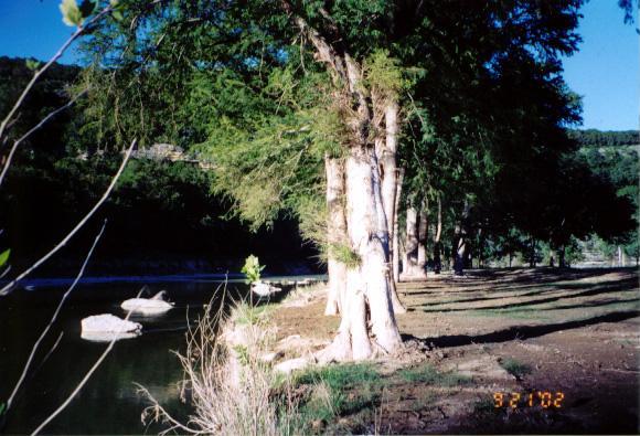 South side of Blanco River about 600m from confluence