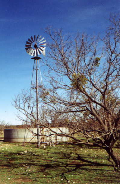 Mesquite, windmill, & tank