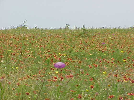 Wildflowers at the Confluence