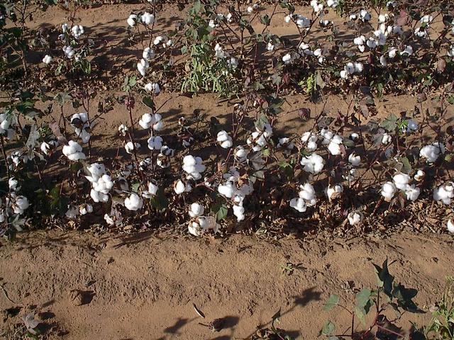 Cotton Plants ready for harvest