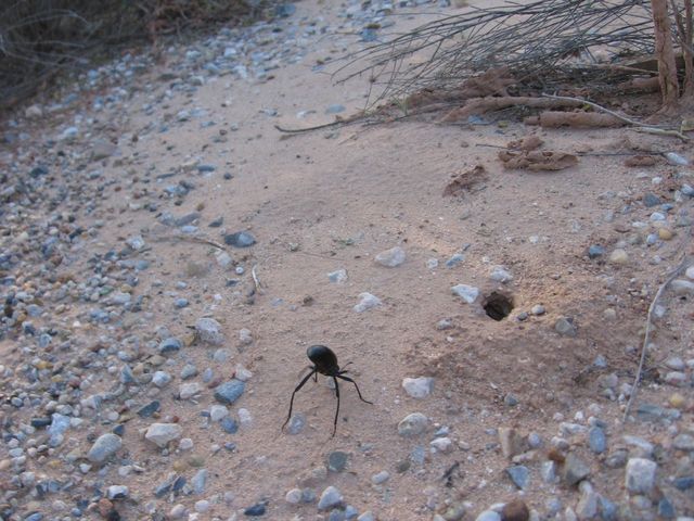 Beetle that lives very close to the confluence