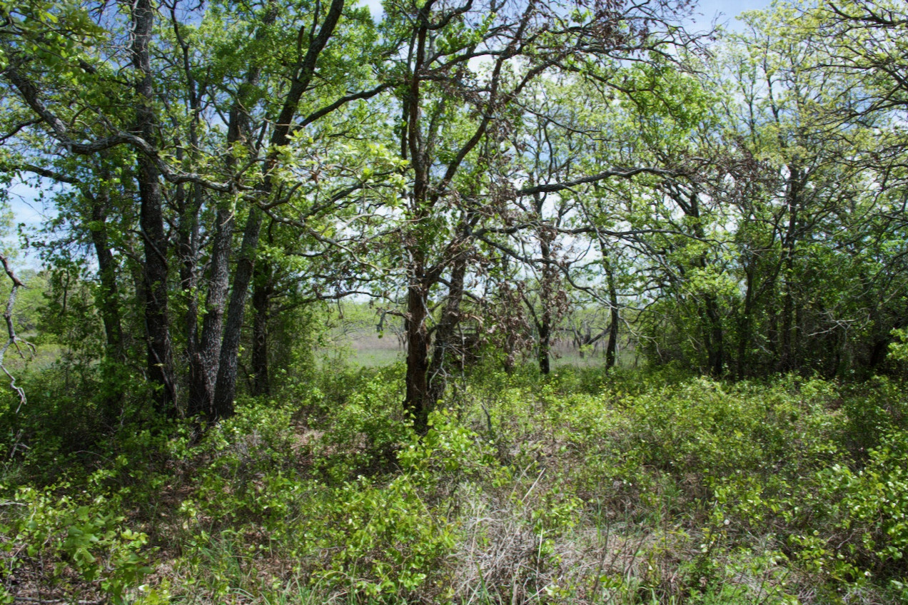 The confluence point lies in a small grove of trees .  (This is also a view to the East, towards a nearby field.)