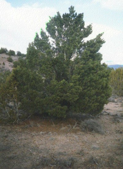 Pinion pine tree