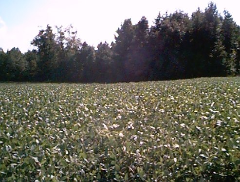 Cotton field by the second house (looking West).