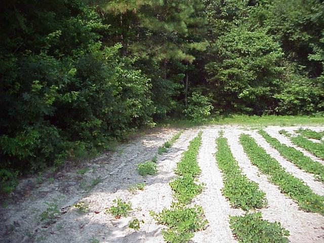 Nearing the edge of the peanut field, the departure point for hiking into the forest.