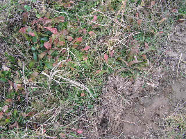 Ground cover at the confluence site.